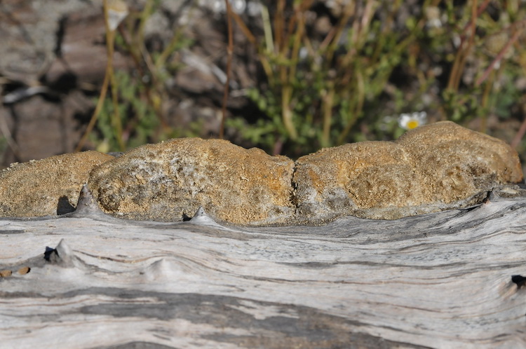 Aphyllophorales dalle dune  corse